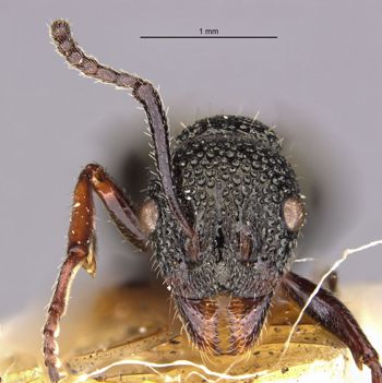 Media type: image;   Entomology 21231 Aspect: head frontal view